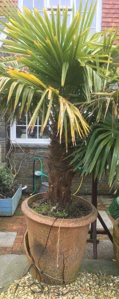 Large Hardy Palm Tree In Pot In Cardiff Gumtree