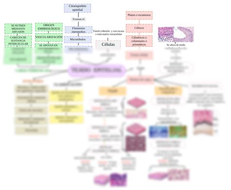 Solution Tejido Epitelial Mapa Conceptual Pr Ctica Studypool Porn Sex