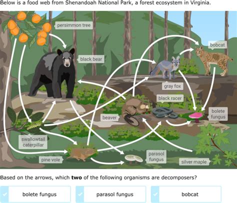 Food Chain Grizzly Bear Food Web Images