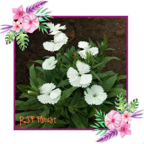 Jual Tanaman Hias Bibit Bunga Anyelir Putih Dianthus Indonesia