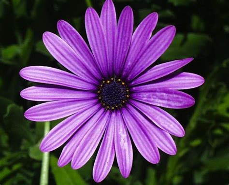 Purple Daisy Daisy Flower Pictures Flower Screensaver Beautiful Flowers