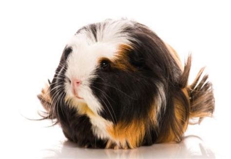 Peruvian Guinea Pig Cost Characteristics Personality And Where To Buy
