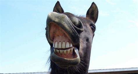 The term horsepower came about in the late 1700s, thanks to the scottish engineer james watt who wanted to compare the output of modern steam engines with old fashioned heavy draft horses. A Horse's Mouth: What It Can Tell You About Its Health