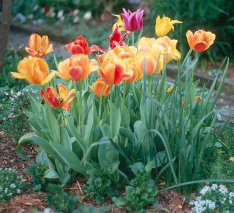 It also has the genetic information to become a tulip. Plant spring-flowering bulbs in fall