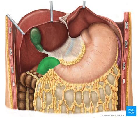 A collection of articles covering abdominal anatomy, including abdominal wall anatomy and abdominal cavity anatomy. Right upper quadrant: Anatomy and causes for pain | Kenhub