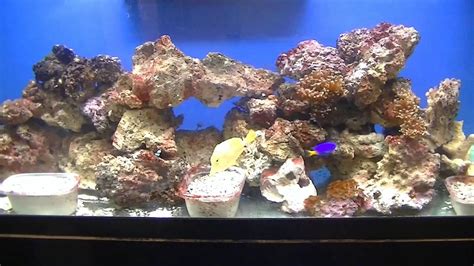 75 Gallon Reef Tank Walkthrough Youtube