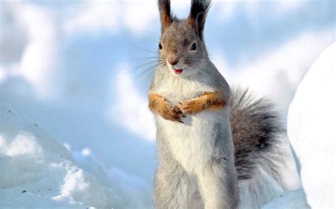 Animals Squirrel Wallpapers Hd Desktop And Mobile