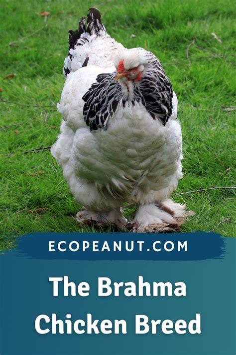 Brahma Chicken Breed Everything You Need To Know Brahma Chicken
