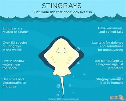 Stingray Fish Ocean Facts Stingrays Plans Lesson