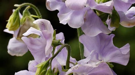 How To Grow Sweet Peas And Why You Should Growing Sweet Peas Sweet