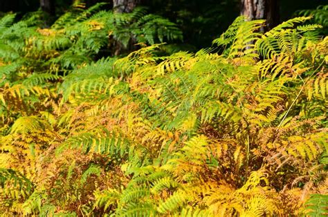 Fern Growing In The Forest Yellow Hard Fern Fronds Fern Leaves In The