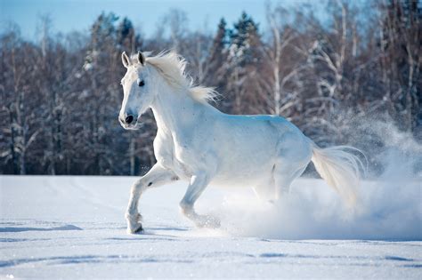 White Horse Horse Cute Animals Snow Hd Wallpaper