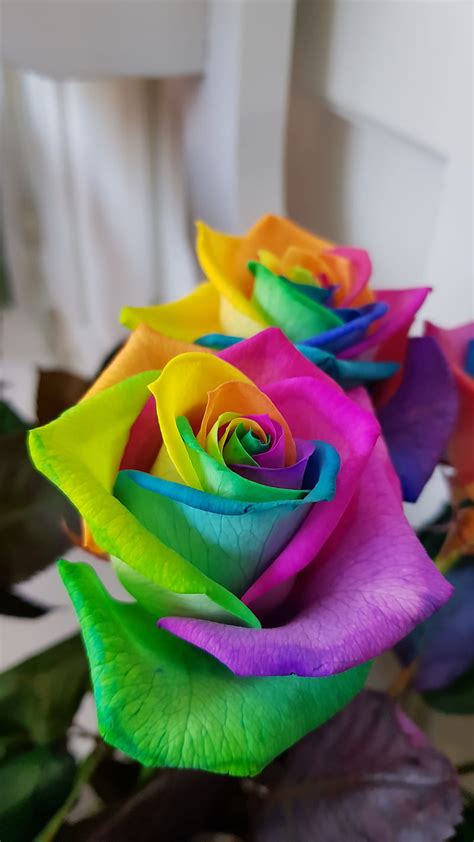Rainbow Rose Flowers New Nature Natural Colorfull Love Hd Phone