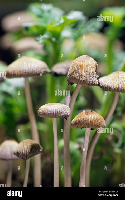 A Close Up Of Tiny Mushrooms That Grow Quickly In Potted Plants Stock