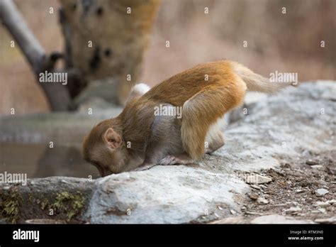 Monkey On All Fours Hi Res Stock Photography And Images Alamy