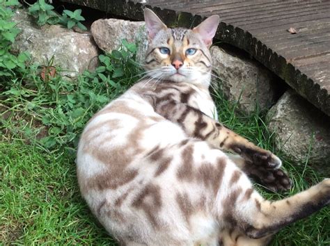 Snow Marble Bengal Available For Stud Newent