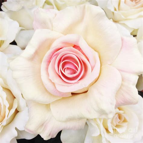 Shabby Chic Romantic White Pink Rose Pastel Shabby Chic White Roses
