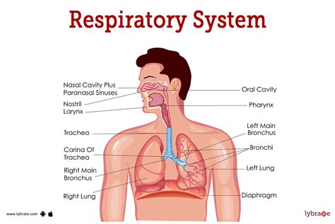 respiratory system human anatomy picture functions diseases and treatments