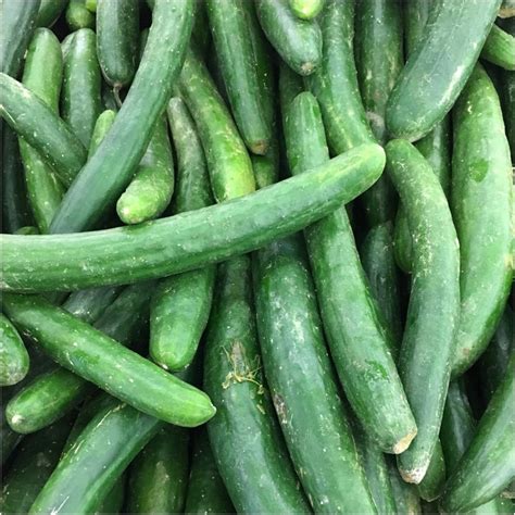 Buy Cucumber Burpless Tasty Green F1 Seeds Online Happy Valley Seeds
