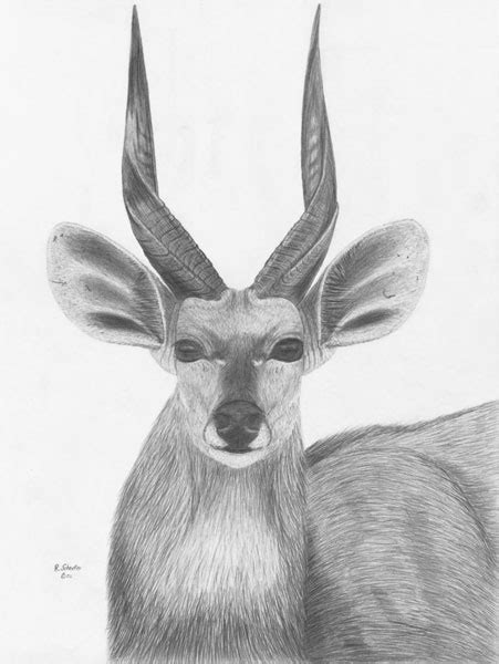 16 or you can upgrade to 30 for an extra huggable creation; Wildlife Drawings For Sale Photo Gallery by Ron Schaefer