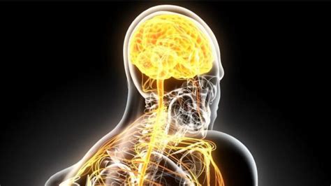 El término esclerosis múltiple se refiere a las numerosas áreas de cicatrización (esclerosis) que resultan de la destrucción de los tejidos que envuelven los nervios (vaina de mielina) en el encéfalo y la médula espinal. Esclerosis múltiple: investigadores encuentran nueva pista ...