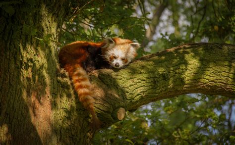 Gambar Pohon Alam Hutan Imut Margasatwa Kebun Binatang Rimba