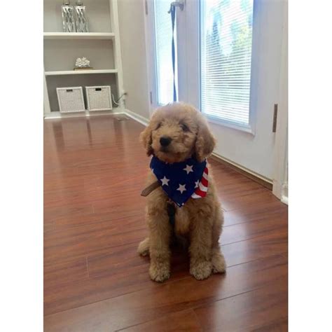The goldendoodle gained popularity in the 1990's, and breeders soon began developing a smaller goldendoodles by introducing the mini. F1b Goldendoodle Male Puppy in Chicago, Illinois - Puppies ...