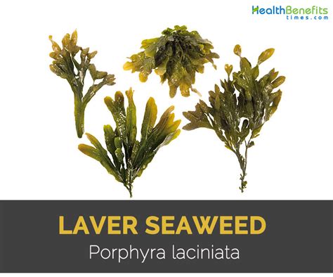 Laver Seaweed Facts Health Benefits And Nutritional Value