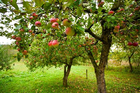 9 Great Apple Orchards In Texas Worth Checking Out Minneopa Orchards