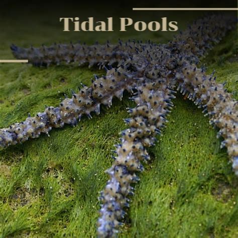 ‎tidal Pools De Various Artists En Apple Music