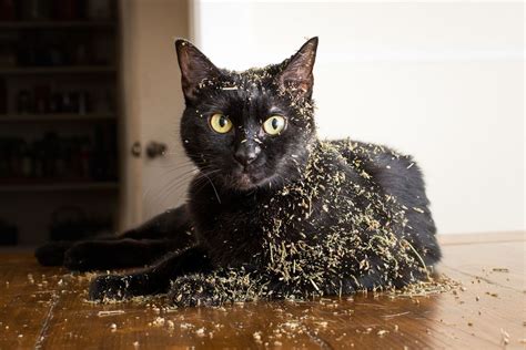 Let Photos Of Cats High On Catnip Be A Light In This Dark Dark World