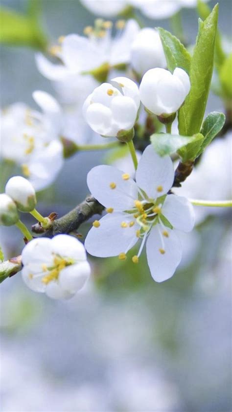 Nature Pure White Flower Bloom Branch Iphone 6 Wallpaper Download