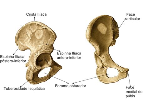 Membros Inferiores Osteologia Anatomia Dos Ossos Membros