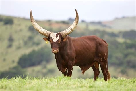 thecoconutwhisperer president ramaphosa s ankole cattle just sold for r2 7 million with bull