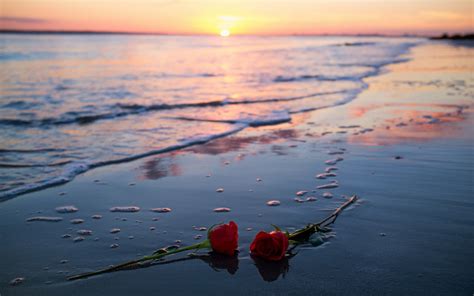 Wallpaper Sunlight Sunset Sea Flowers Shore Sand Reflection