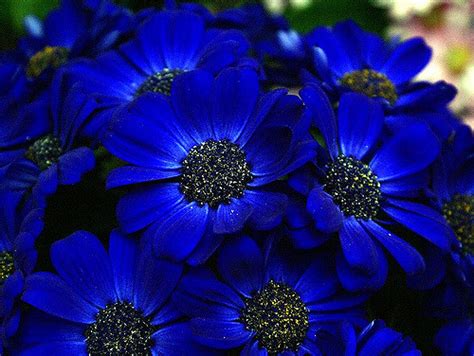 10 Most Beautiful Blue Flowers In The World Yabibo