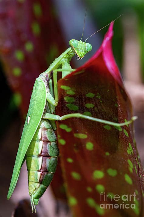 Pregnant Giant Asian Praying Mantis Climbing Over A Bromeliad Leaf