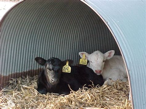 Animal Shelters From Barn World Portable Livestock Shelters Barn World