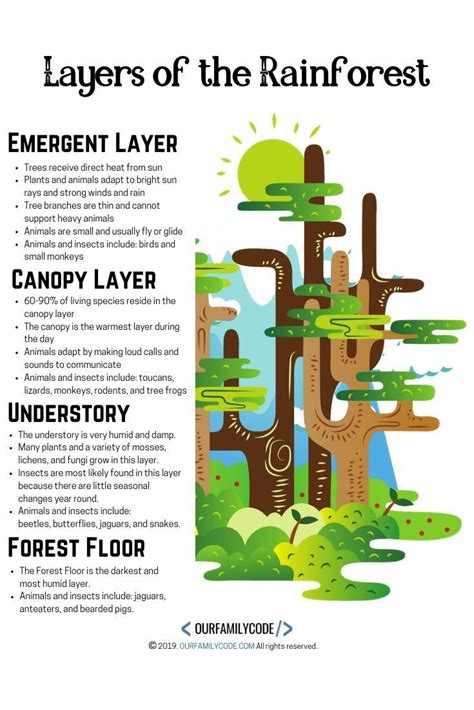 Layers of the Rainforest Unplugged Coding Activity | Rainforest