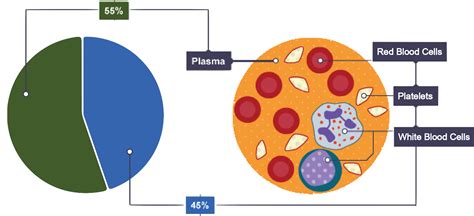 White Blood Cell Components