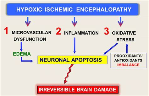 Brain Damage In Hypoxic Ischemic Encephalopathy Download Scientific