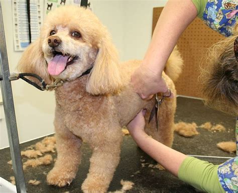 Poodle Hair Care And Grooming Tips Poodle Grooming Puppy Grooming