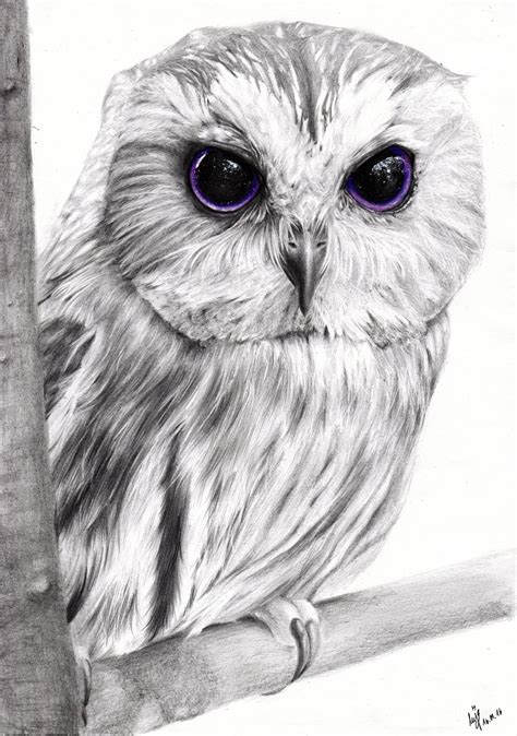 This Drawing Of An Owl Was The Birthday Present For My Brothers