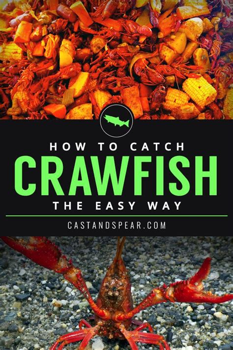 Learn How To Catch Crawfish Crawfish Crawfish Traps How To Cook Fish