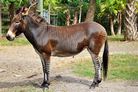 Hinnies Mules Zonkeys And Zorses