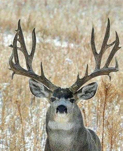 Big 6 Point Buck Pic Portal