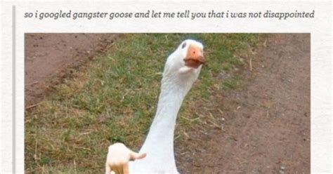 Gangsta Goose Fun Picture Webfail Fail Pictures And Fail Videos