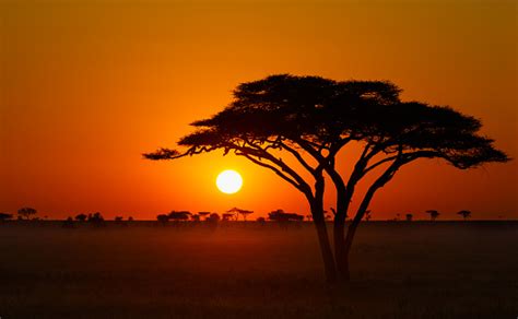 Serengeti Sunrise Acacia Tree In Africa Stock Photo Download Image