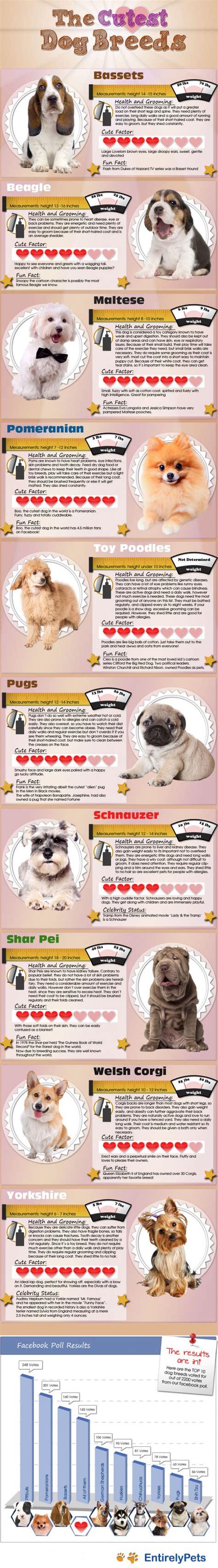 Cutest Dog Breed Chart