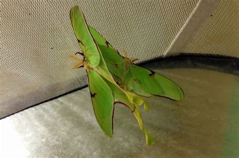 Mosi Outside Luna Moth Life Cycle